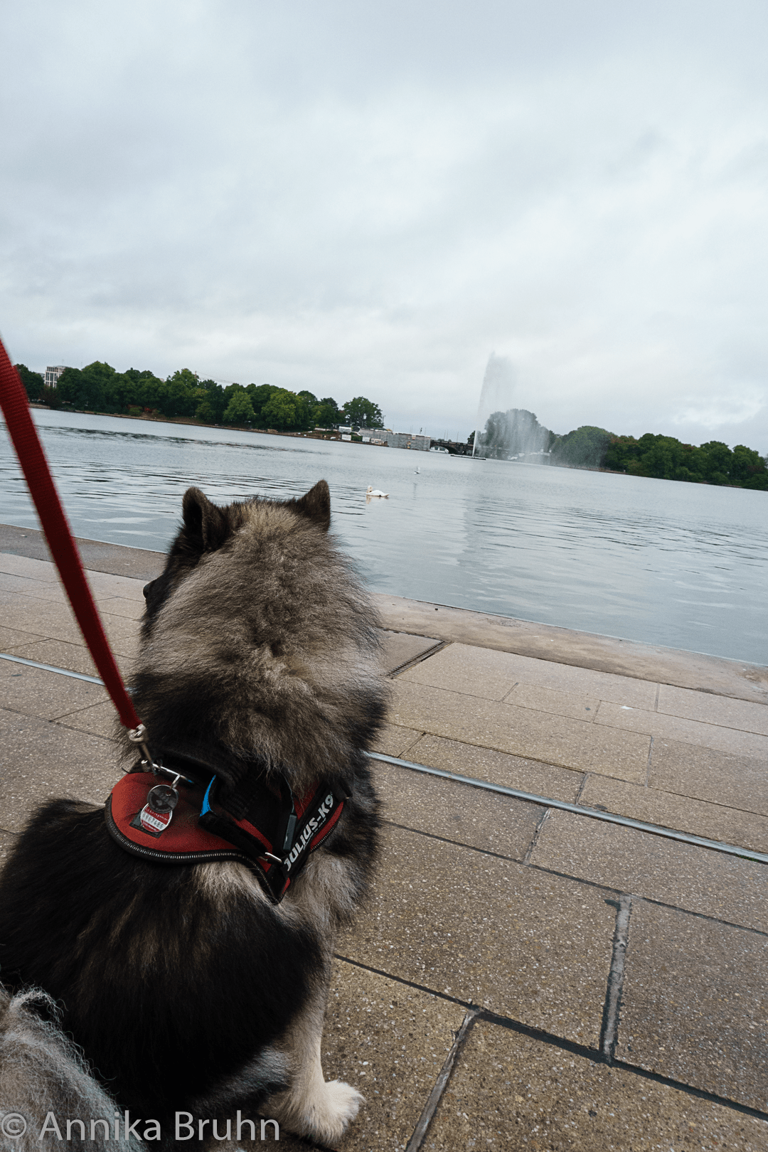 Q an der Binnenalster in HH